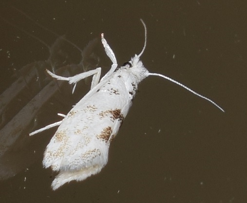 Niphonympha dealbatella (Yponomeutidae)? S